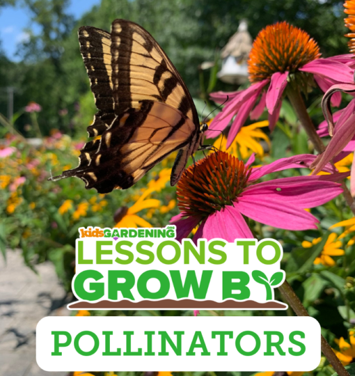 Lessons to Grow By: Pollinators