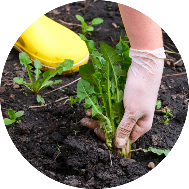 A gloved hand is pulling a weed out of a garden.