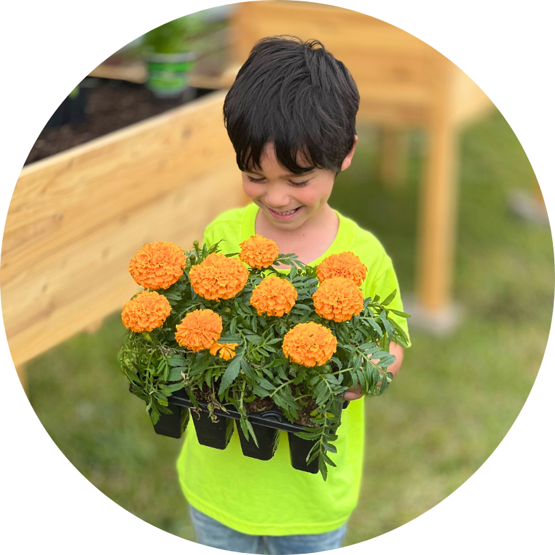 A child looking down at a set of orange flowers
