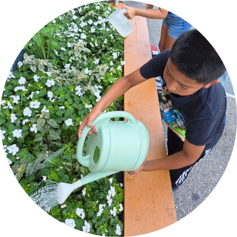 child using a pale green watering can to water a raised bed of white flowers