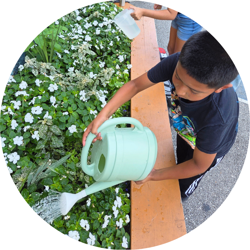 child using a pale green watering can to water a raised bed of white flowers