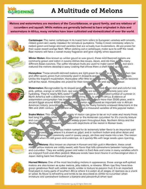2-1-1.jpg Melon Activity Pack