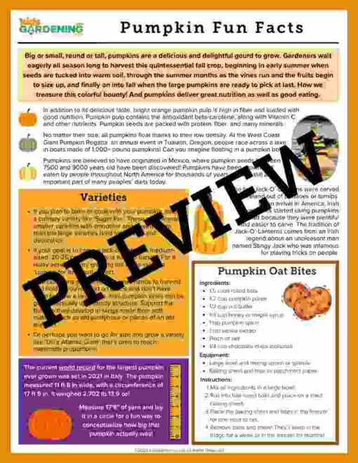 Pumpkin Activity Pack