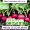 Lecciones para Crecer: Partes de las plantas
