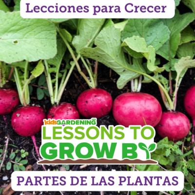 Lecciones para Crecer: Partes de las plantas