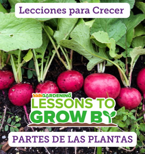 Lecciones para Crecer: Partes de las plantas