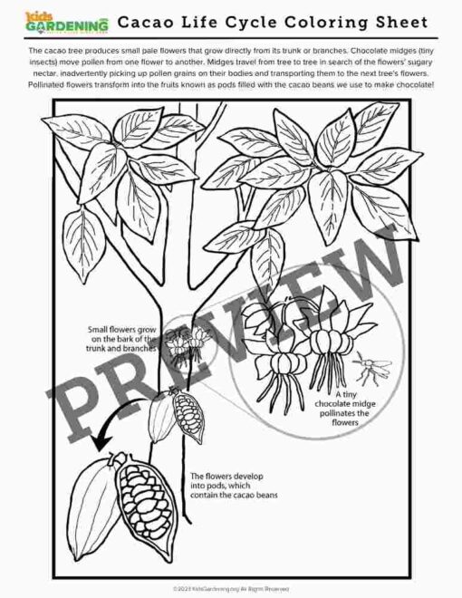 Chocolate Activity Pack