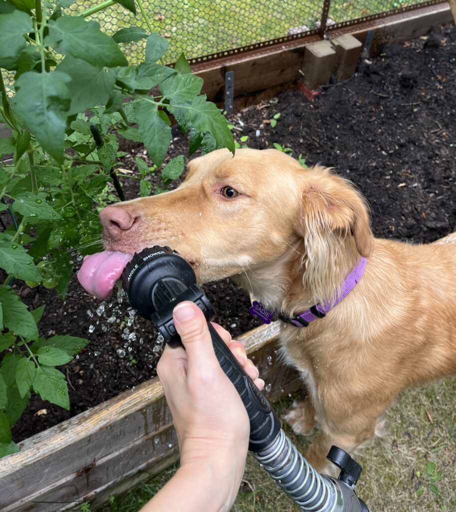 A light brown big dog next to a raised bed has its face next to a hose nozzle and its tongue is out, drinking water from the water spray.