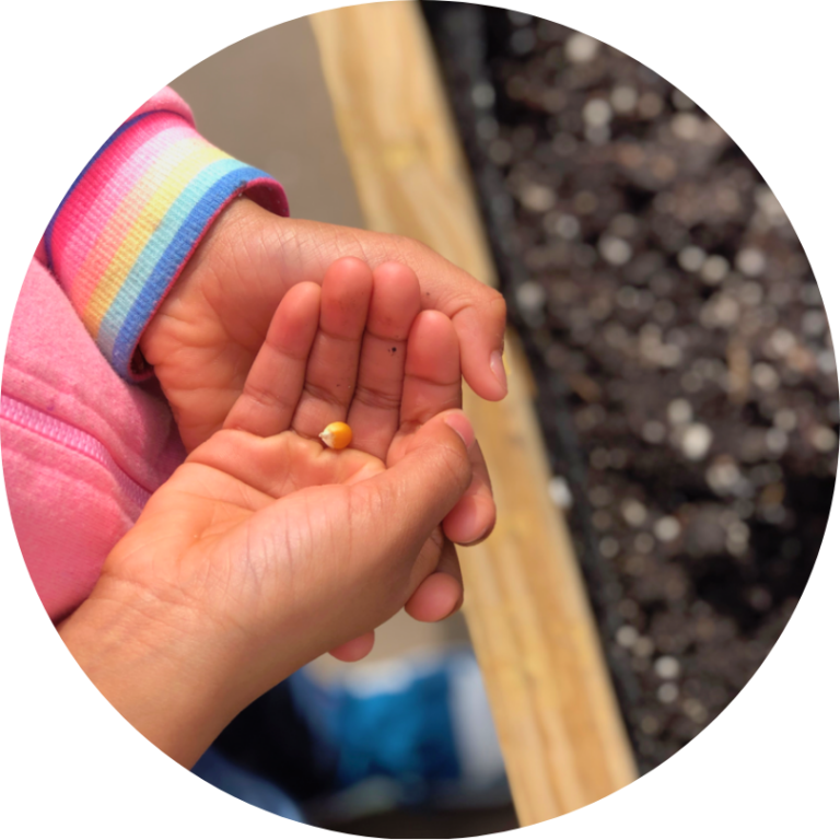 A child's hands holding a small corn kernel.