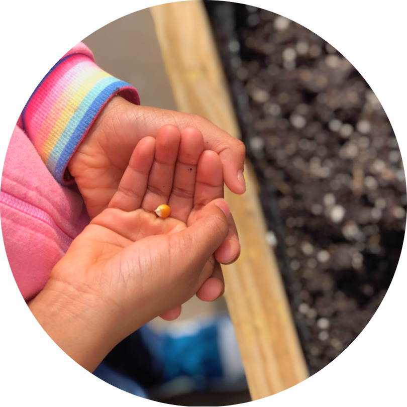 A child's hands holding a small corn kernel.