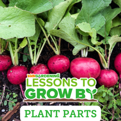 Lessons to Grow By: Plant Parts