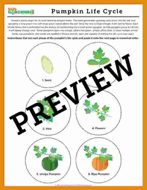 Pumpkin Activity Pack