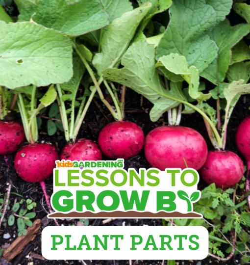 4.png Lessons to Grow By: Plant Parts