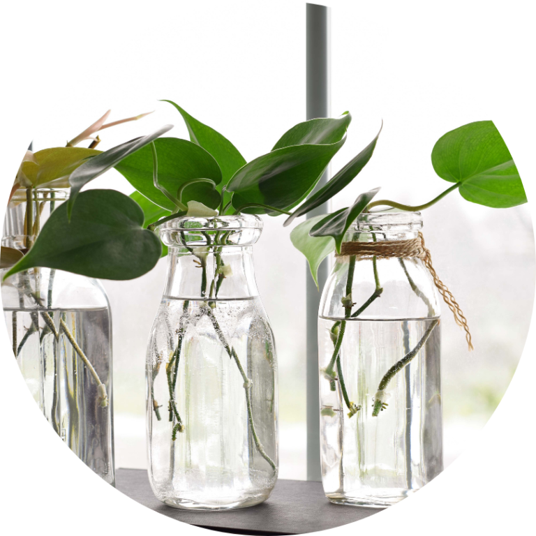 Propagated plants growing roots in jars of water