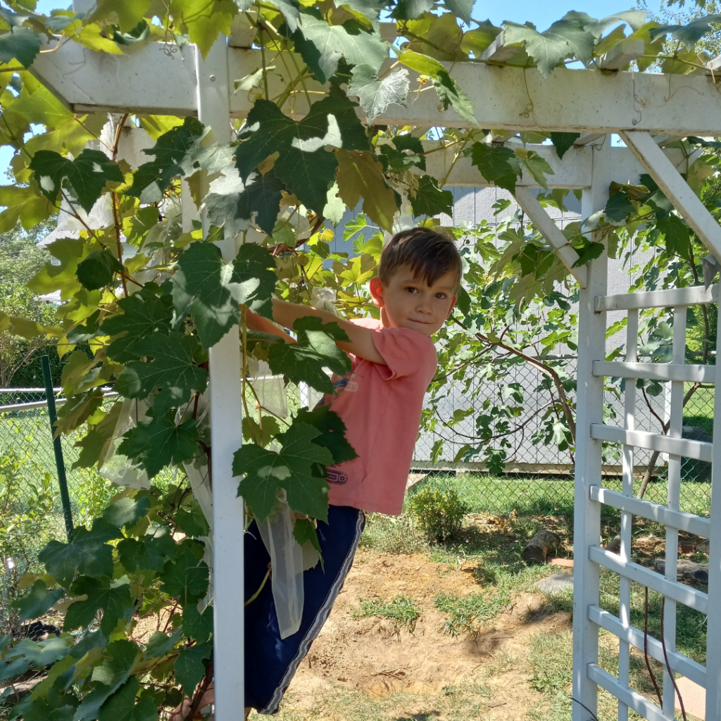 A child climbing on a white wooden trellis.