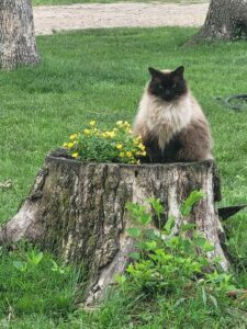 A big black and tan cat sits on a stump.