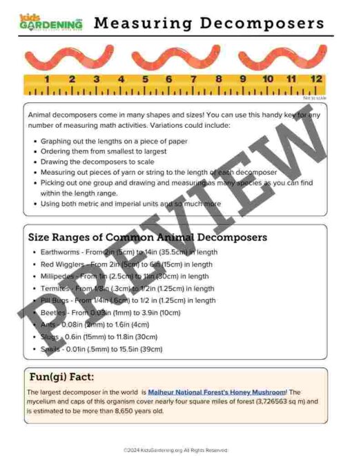 Decomposition Activity Pack