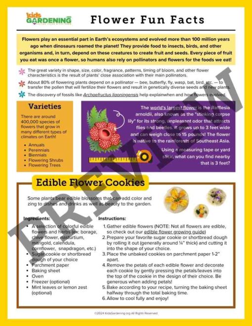 Flower Fun Activity Pack