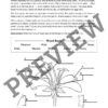 Flower Fun Activity Pack