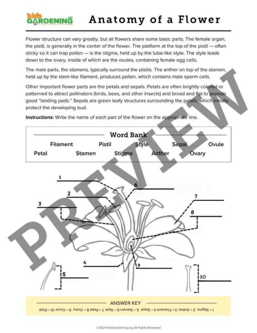 Flower Fun Activity Pack