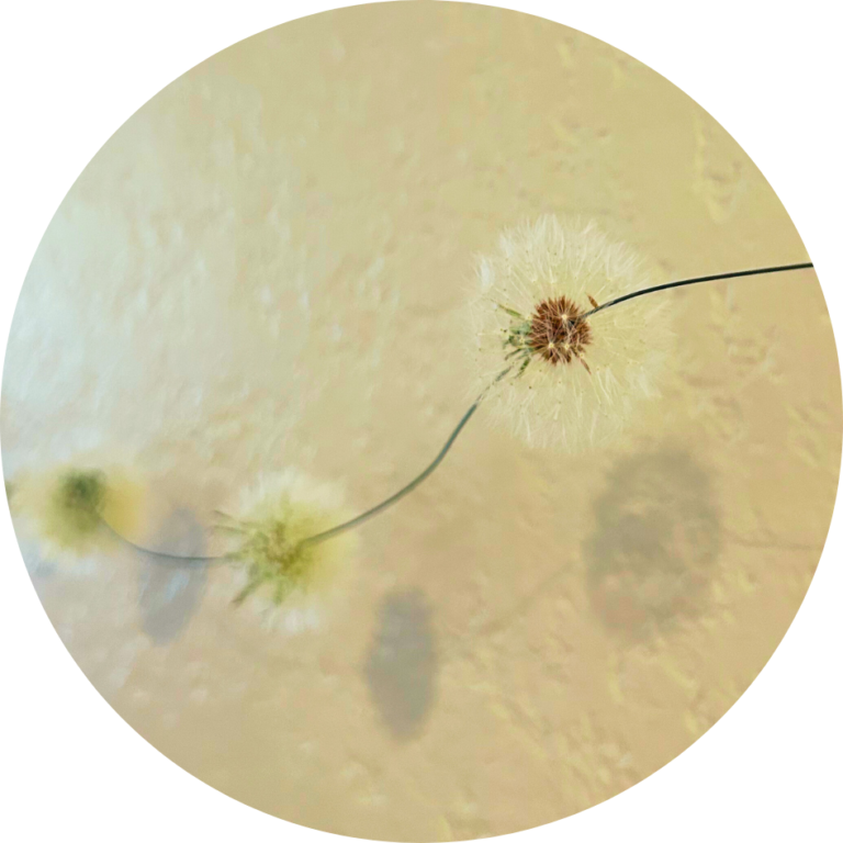 Dandelion Garland with a shadow behind it