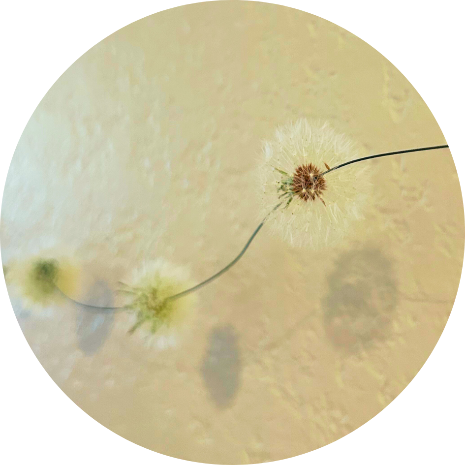 Dandelion Garland with a shadow behind it