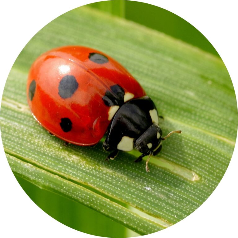 A closeup of a ladybug on a blade of grass