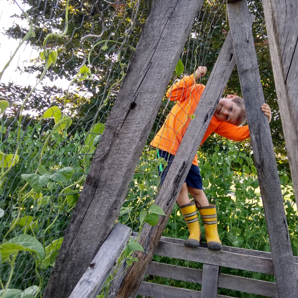 A child climbing on a wooden pea trellis.