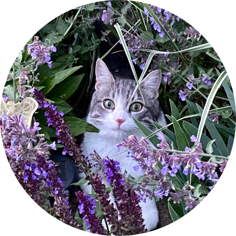 A gray and white cat nestled in purple flower plants.