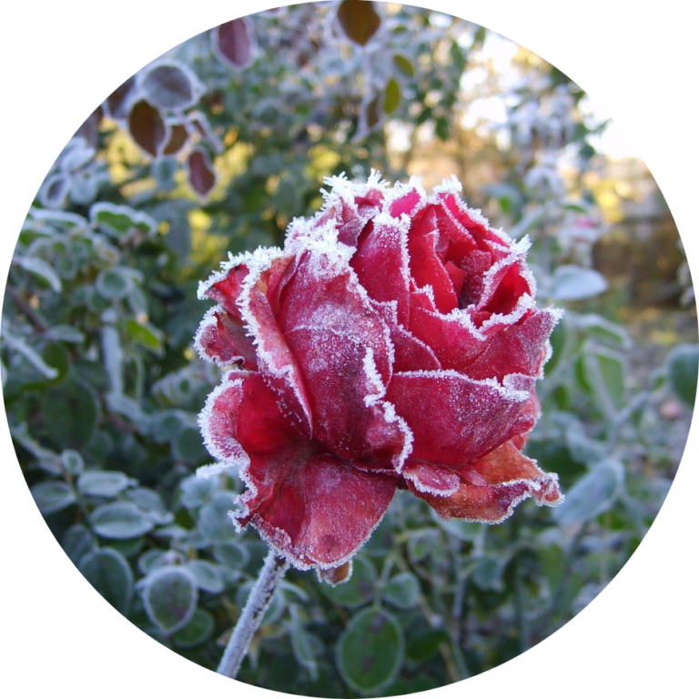 A frozen pink rose.