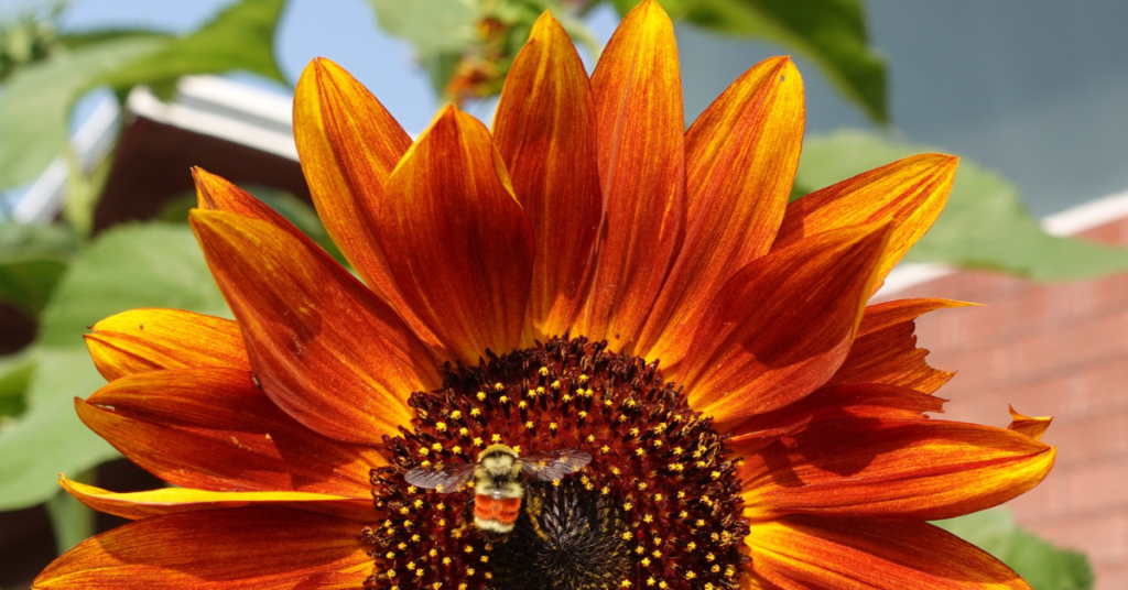 A red and orange sunflower with a bee in the center