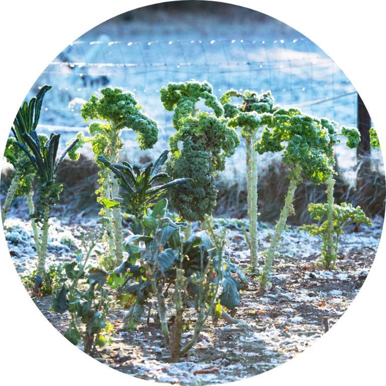 Stalks of kale growing in a frozen garden