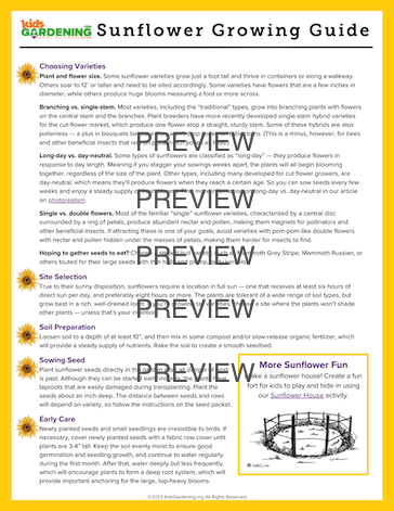 Sunflower Activity Pack