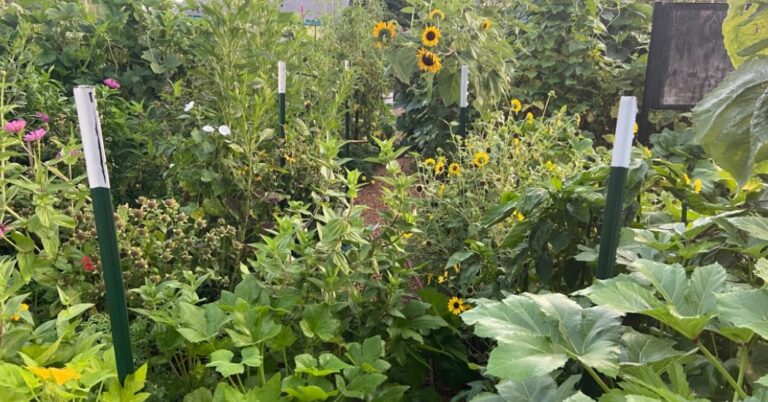 A full and lush green garden.