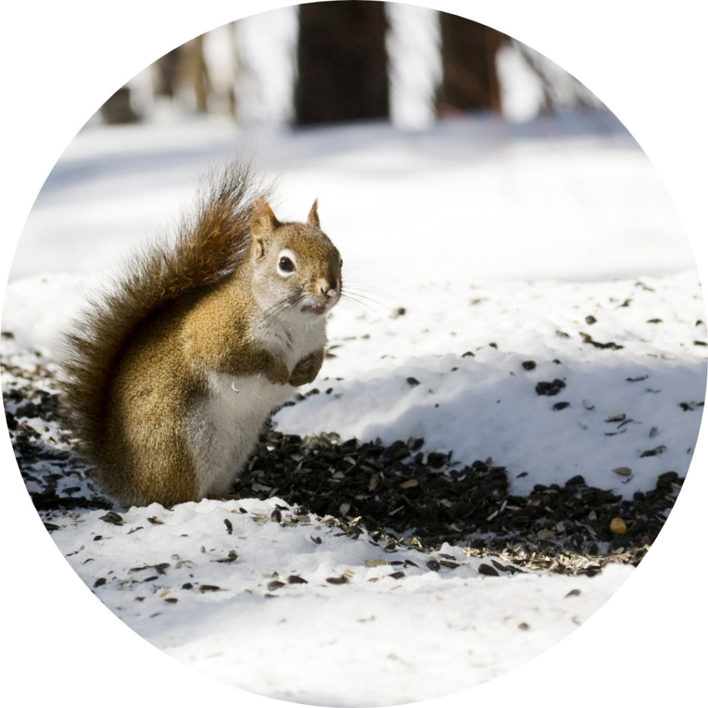 A gray squirrel outside in the snow next to a large line of seeds
