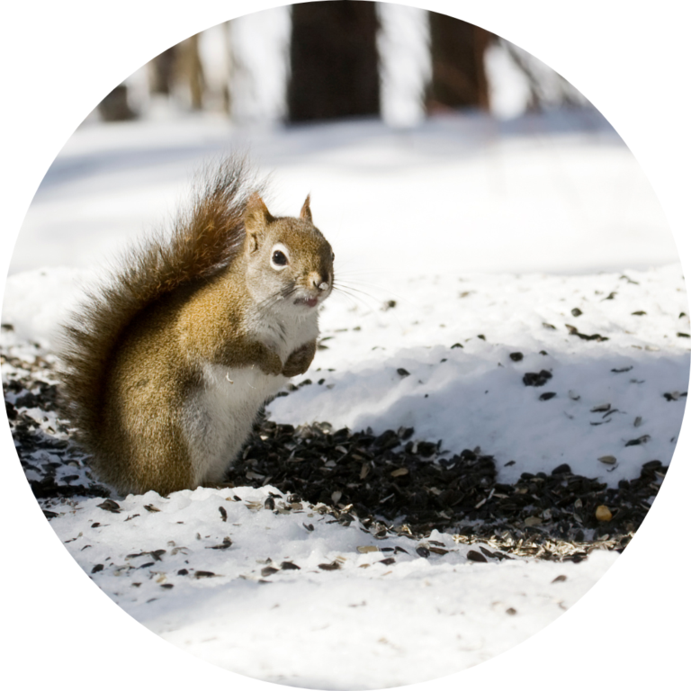 A gray squirrel outside in the snow next to a large line of seeds