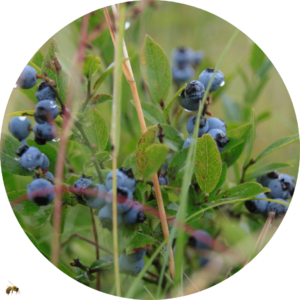 Native Pollinator Guides